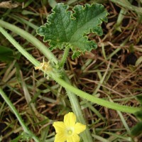 Cucumis melo L.